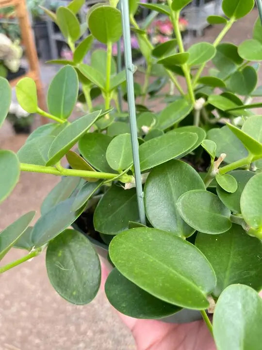 Hoya Cumingiana